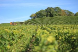 Ideal Wine Company california vineyard